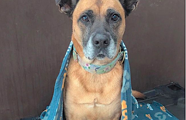 AU CHAUD ! - Zoomalia offre 1200 couvertures pour les animaux